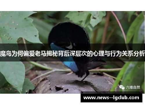 魔鸟为何偏爱老马揭秘背后深层次的心理与行为关系分析